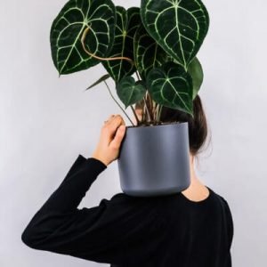 Plants Store Gallery Img 1 300x300 4