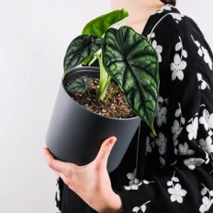 Plants Store Gallery Img 4 300x300 4