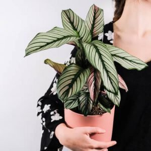 Plants Store Gallery Img 5 300x300 4
