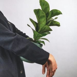 Plants Store Gallery Img 6 300x300 4